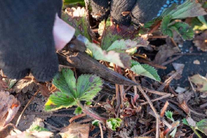 image of pruning starwberries