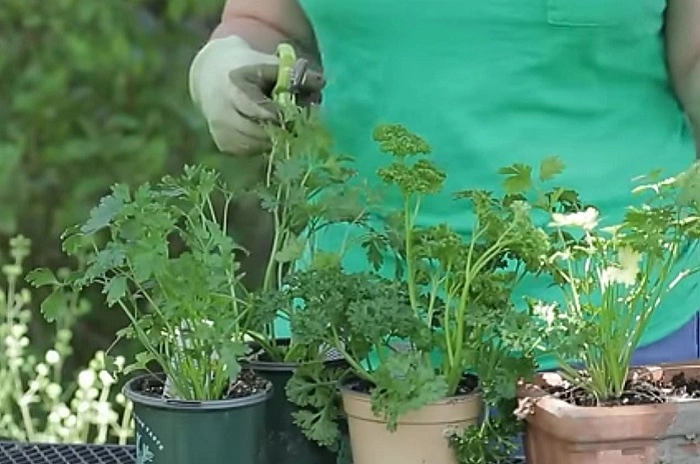 image of pruning parsley plant
