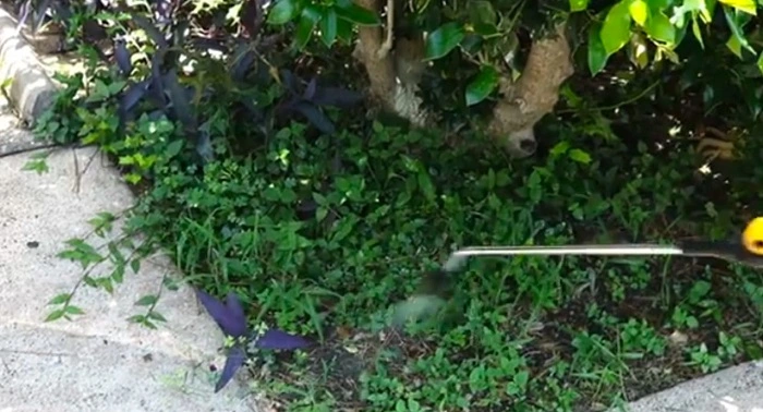 image of spraying herbicide on chickweeds in garden