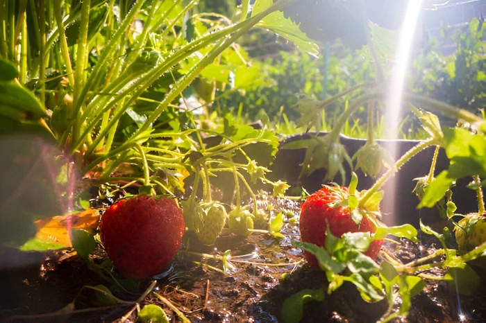 image of strawberry plant in hot weather