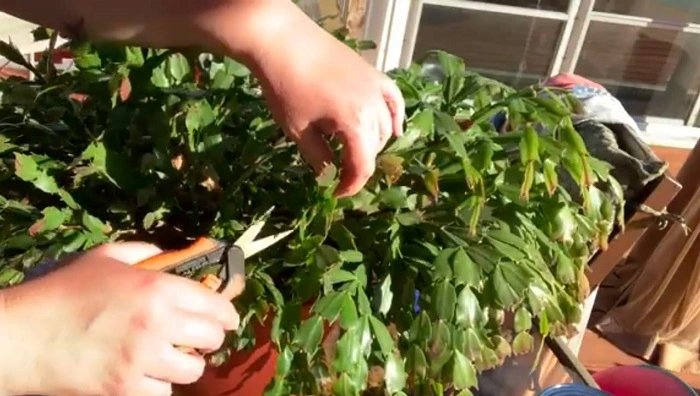 image of trimming a christmas cactus