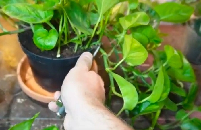 image of trimming pothos 
