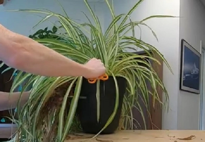 Image of trimming a spider plant