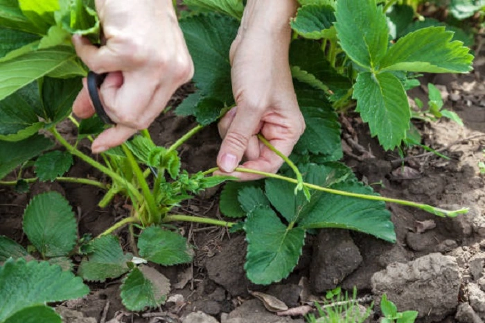 image of trimming of a strawberry plant