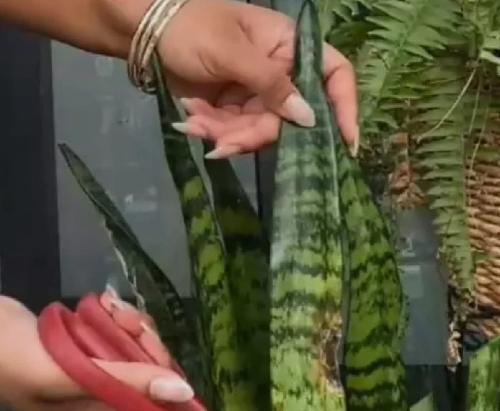 image of pruning of snake plant