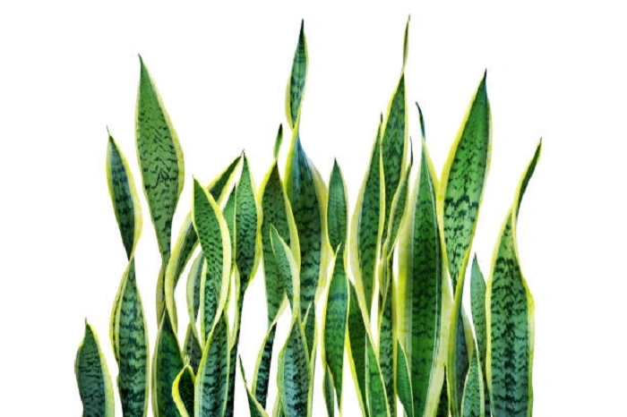 image of laurentii snake plant