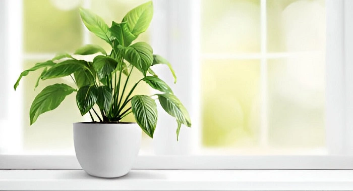 image of peace lily