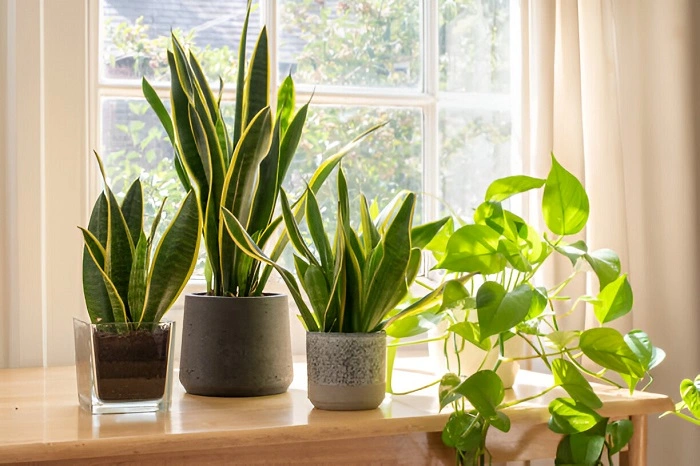image of well maintained snake plants