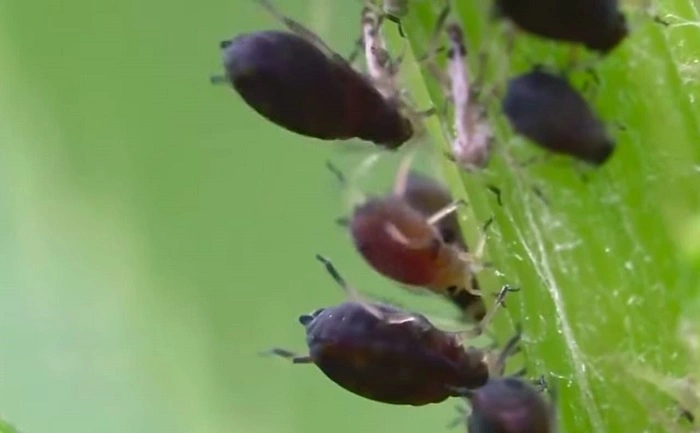 image of christmas cactus under pest attack