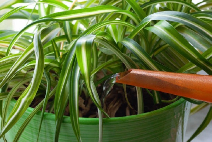 image of watering a spider plant
