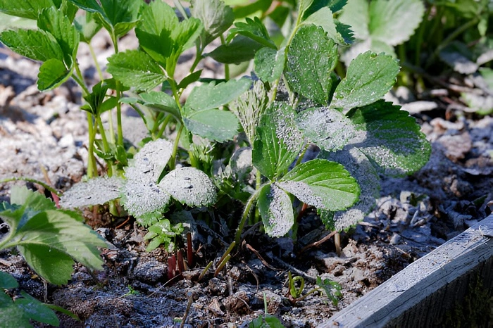 image of applying fertilizer to the strawberry plant
