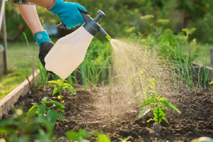 image of applying liquid 19-19-19 fertilizer on plants