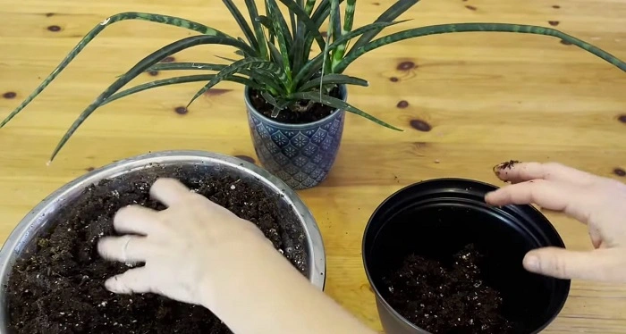 image of soil prepared for repotting of  snake plant