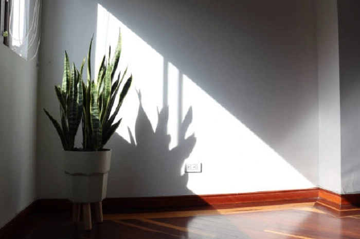 image of a snake plant in  sunlight