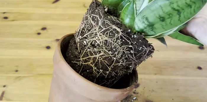 image of removing a root bound snake plant