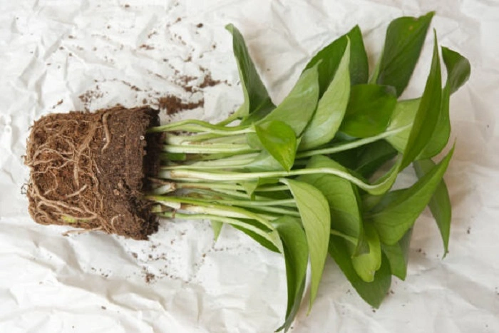 image of potted pothos plant