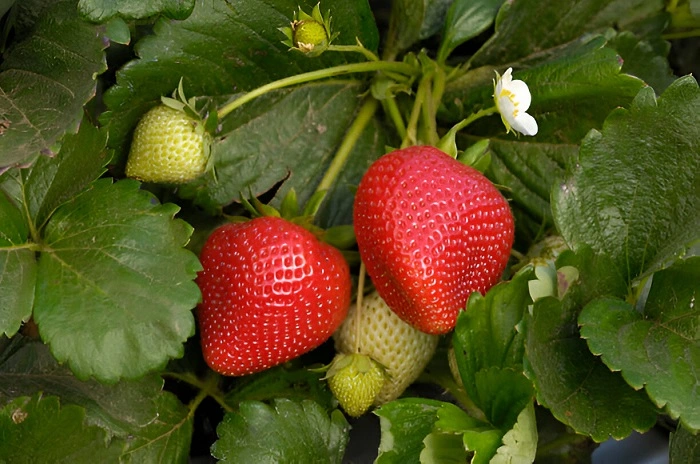 image of strawberry plant having ripened fruits