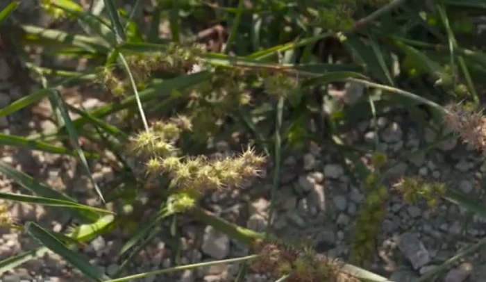 image of sandburs weeds