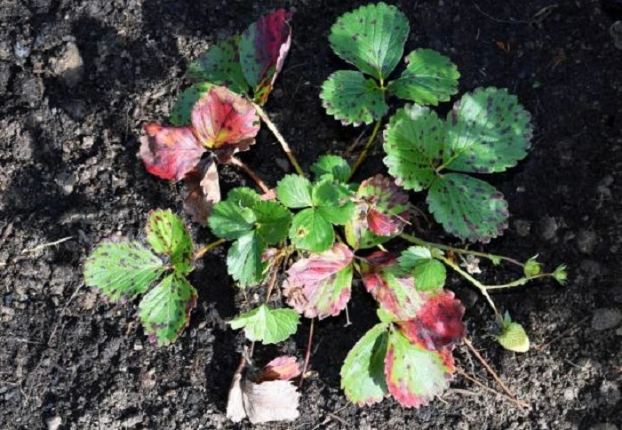 image of strawberry plant leaf having fungal attack
