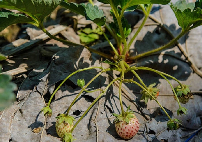 image of starwberry plant having unripened fruit and dry leaves