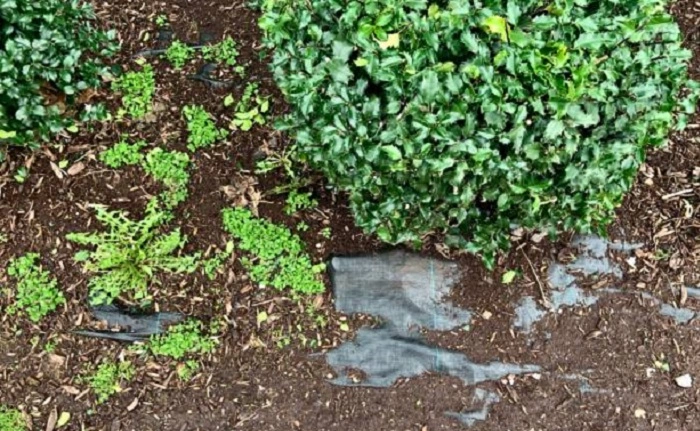 image of solarization to get rid of chickweeds