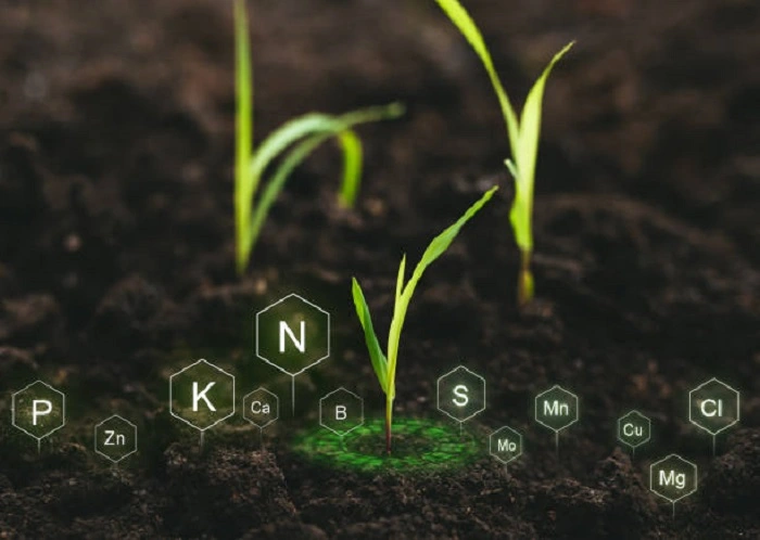image of nutrient rich soil