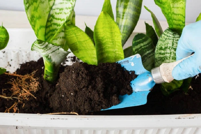 image of adding fertilizer to a snake plant