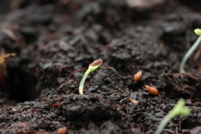 image of a strawberry plant germination stage