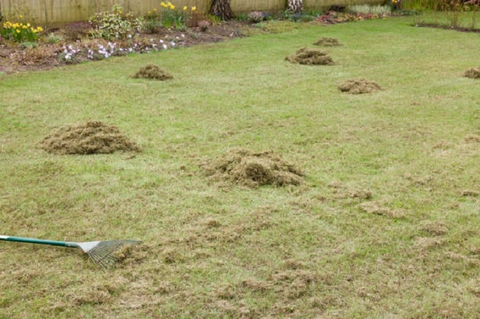 image of a scarified lawn