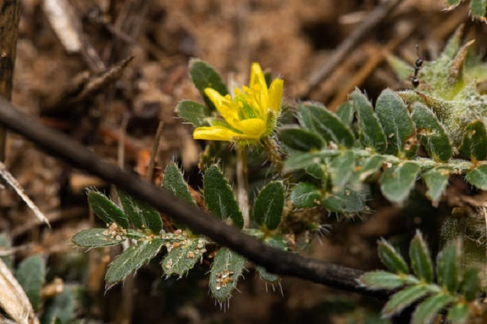 image of Tribulus Terrestris
