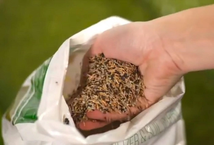 image of special absorption grass seeds