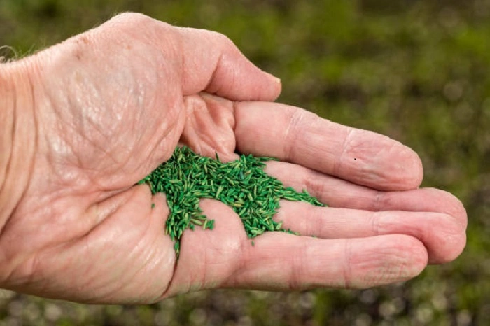 image of coated grass seeds