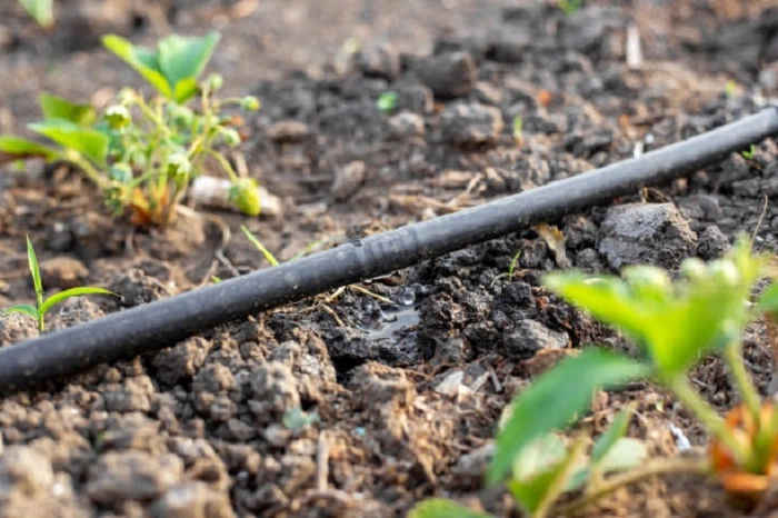image of drip watering line in a strawberry field