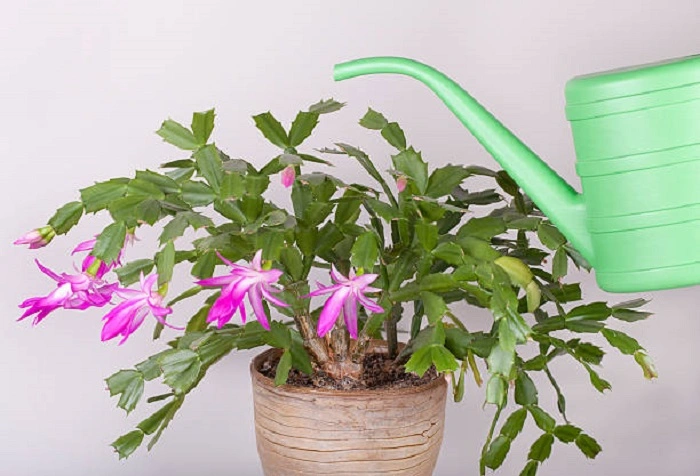 image of watering a christmas cactus