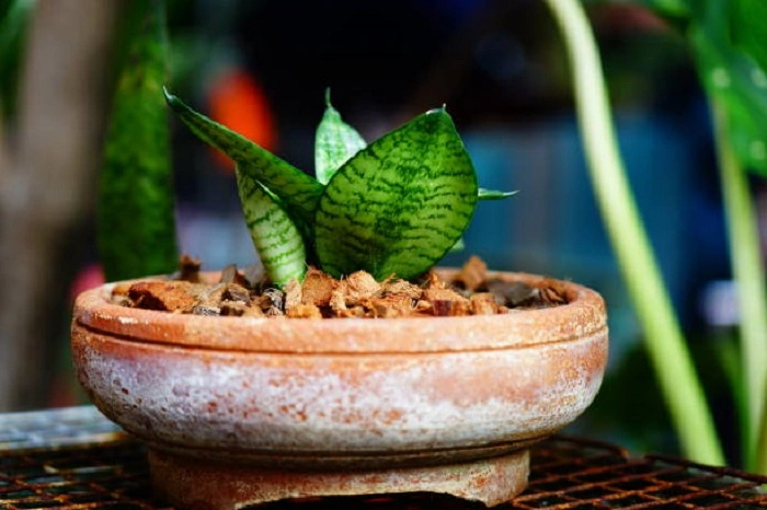 image of a whale fin snake plant