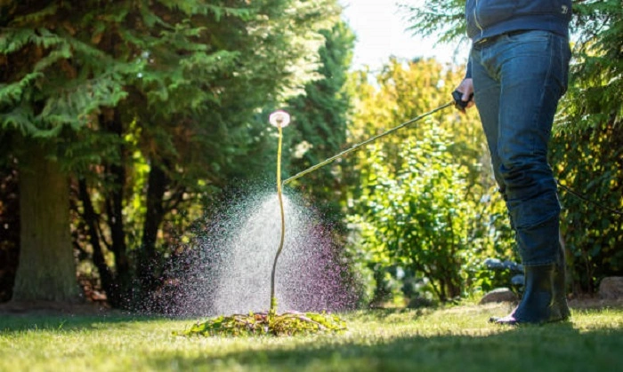 image of spraying weed killer on garden weeds