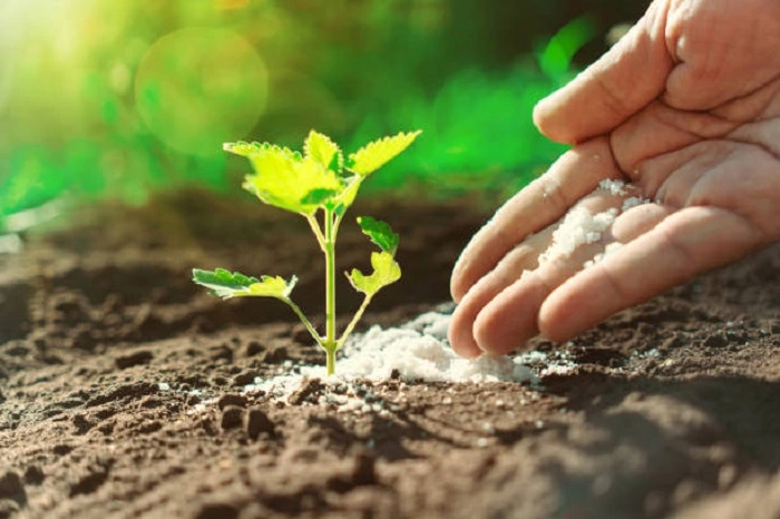 image of adding fertilizer to a plant
