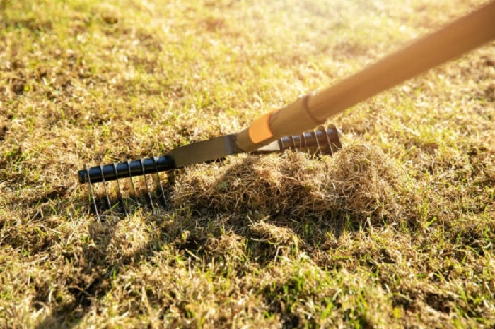 image of scarification of lawn
