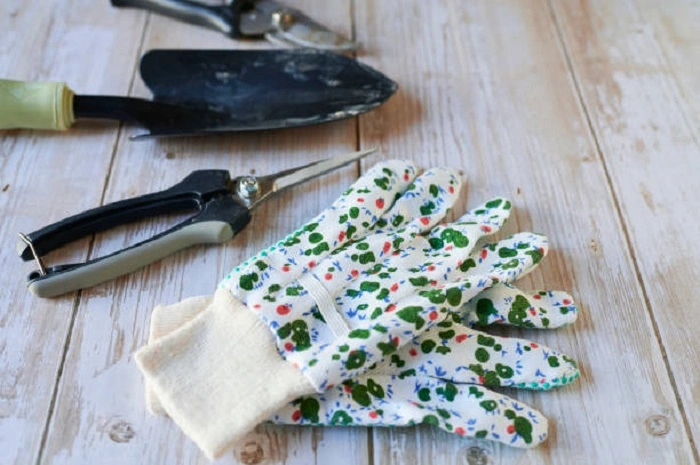 image of essential things which are used to prune christmas cactus