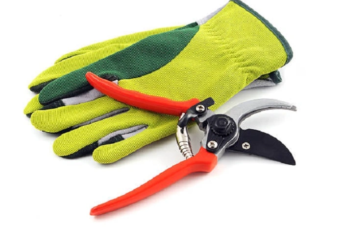 image of tools required to prune peace lily