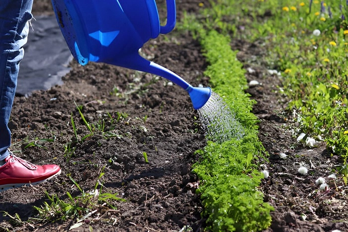 image of watering cilantro plant