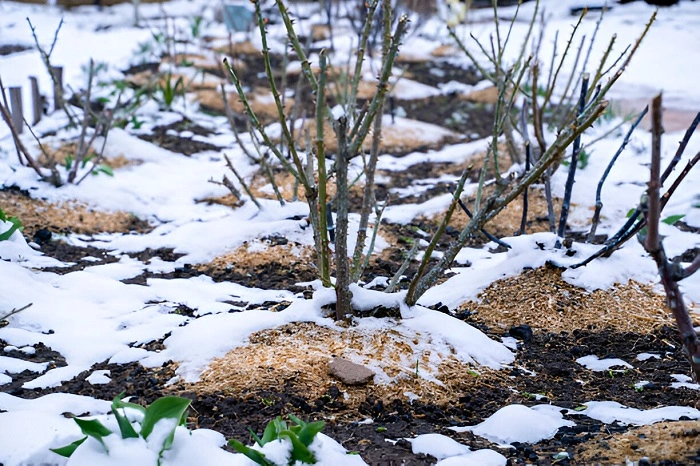 image of plants in winter