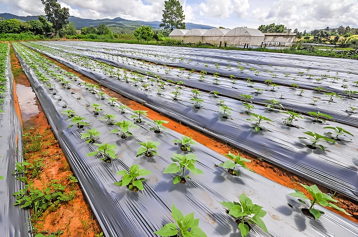 image of plastic mulch over soil