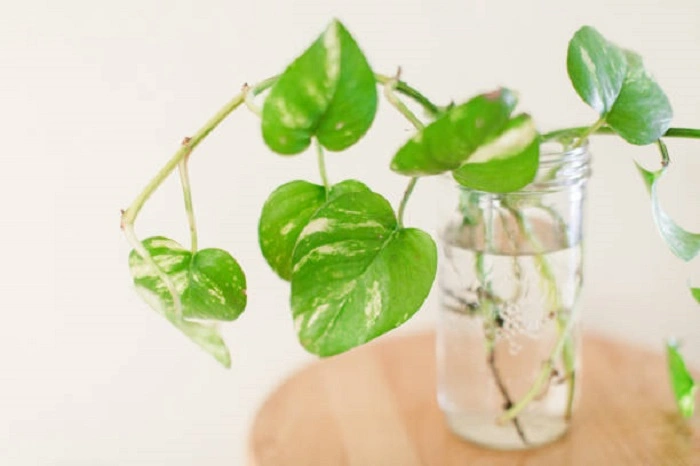 What To Do With The Discarded Pothos Leaves