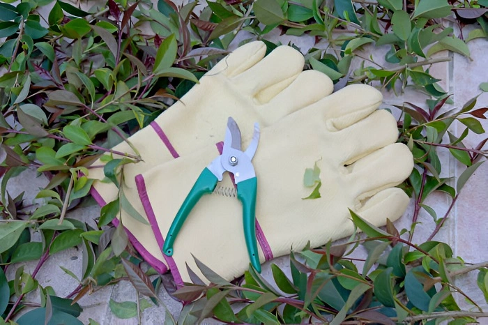 images of tools used in pruning pothos plant