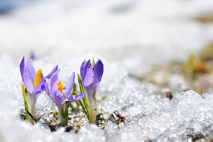 image of weeds in winter snow
