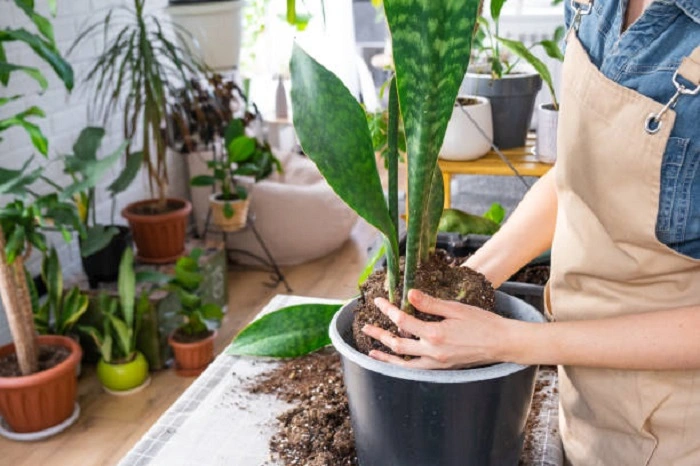 image of repotting a snake plant