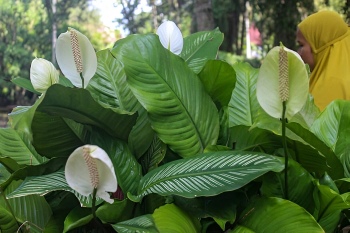 image of overgrown peace lily