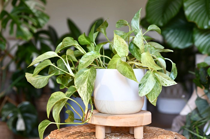 image of pothos during its growing season