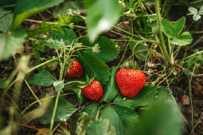 Image of strawberry plant in ots growing season